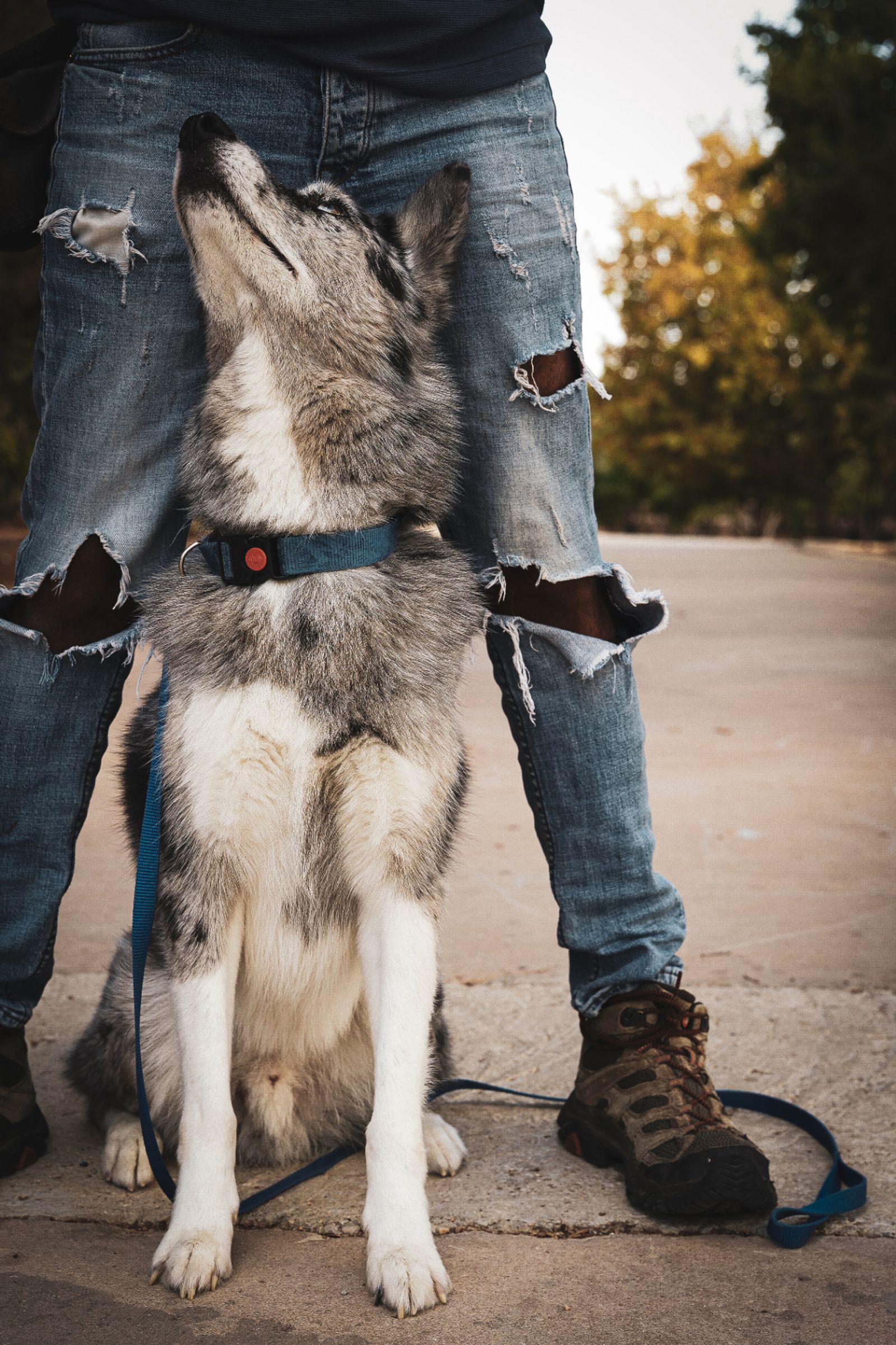 A dog sitting beside a person and looking up