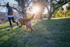 dog, friend, companion