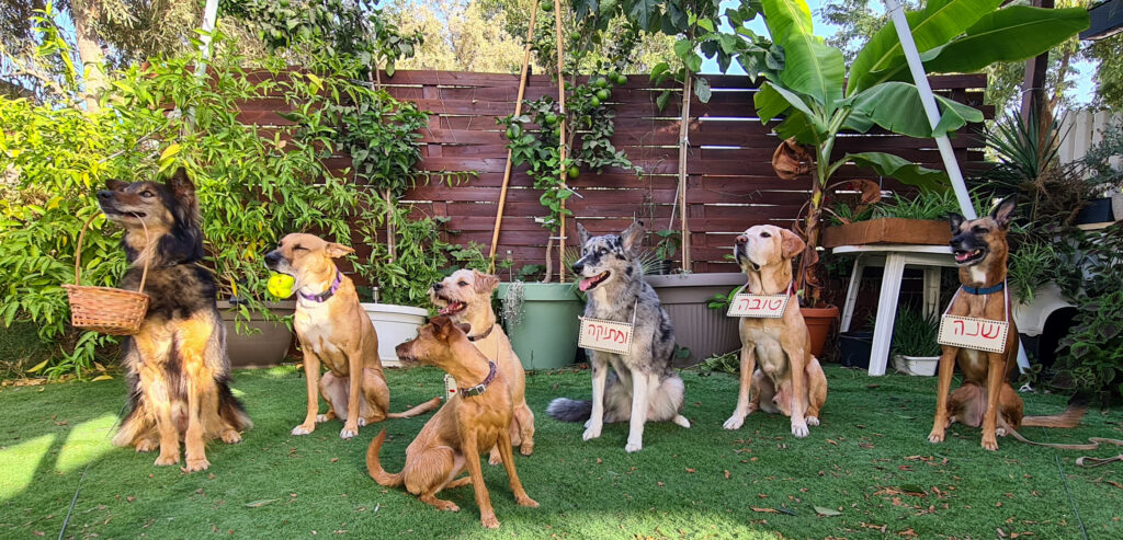 dog pack